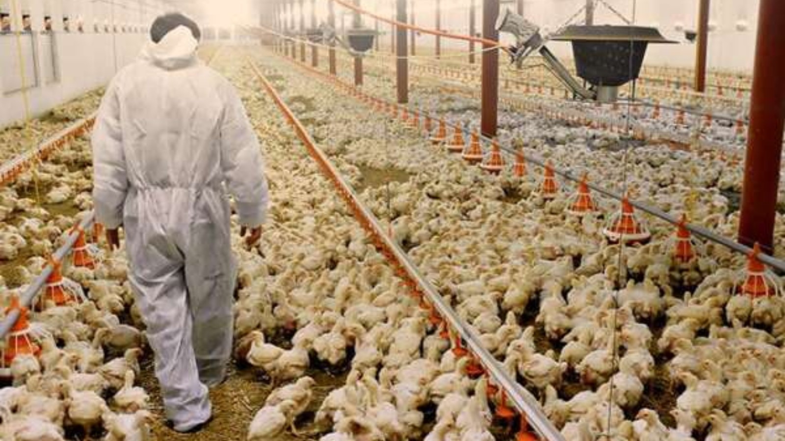 Ceará registra primeiro foco de gripe aviária em aves domésticas