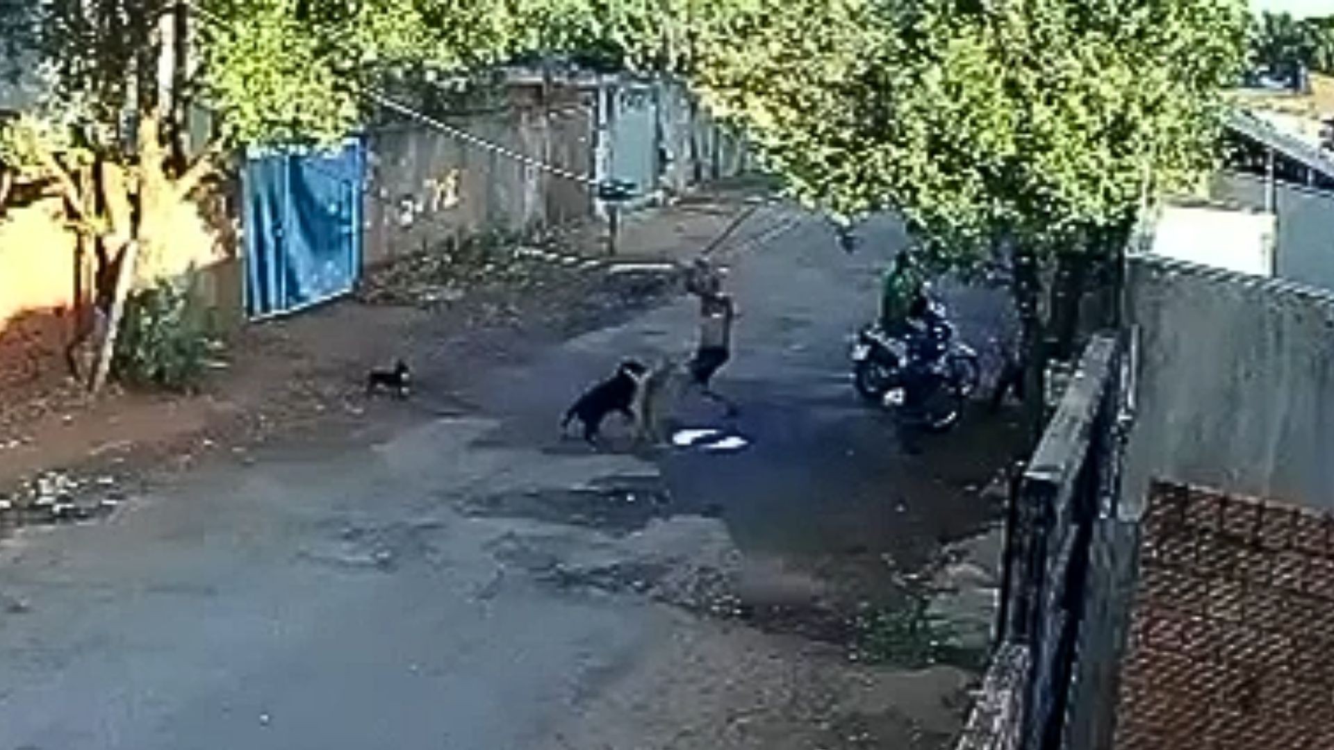 VÍDEO: homem é preso suspeito de dar pauladas em cães no meio da rua no interior de SP; um deles morreu