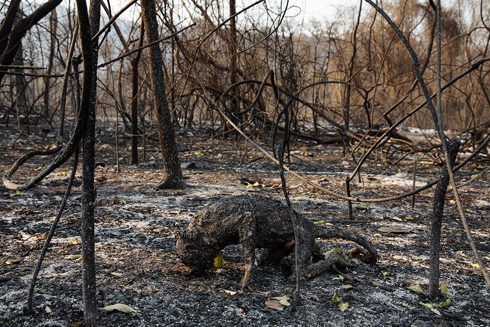 Foto da Mostra Resiliência: Habitar na Emergência Climática — Foto: Lalo de Almeida