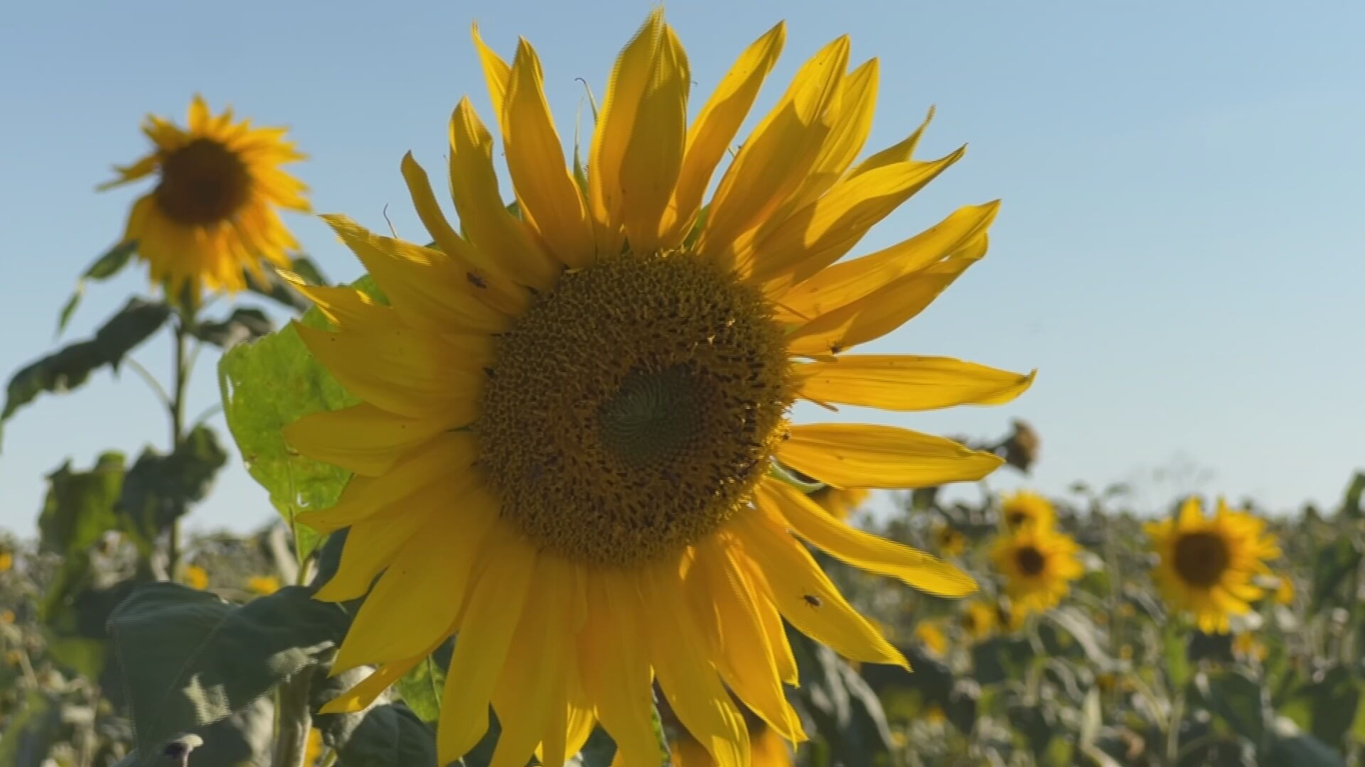Primavera chega ao noroeste de SP com maior procura por flores e previsão de chuvas e calor
