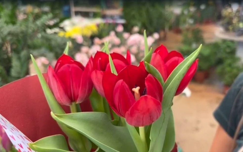 Floricultura de Ribeirão Preto, SP, aposta em flores diferentes para o Dia das Mães — Foto: Ana Beatriz Fogaça/g1