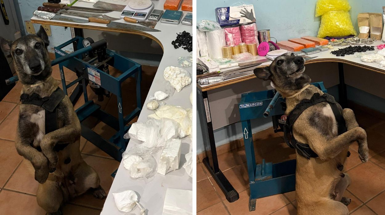 Cachorra da PM chama atenção ao fazer ‘pose’ durante apreensão de drogas no interior de SP