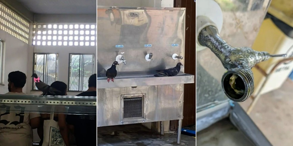 Universitários também registraram a presença de pombos dentro do restaurante e no bebedouro — Foto: Reprodução/TV Mirante