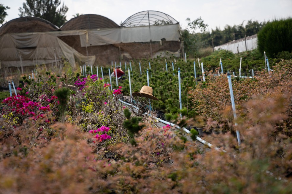 Sítio em Atibaia produz mais de mil espécies de bonsai — Foto: Fabio Tito/g1