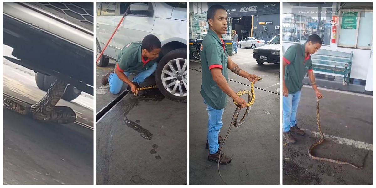 Cobra de dois metros é retirada de carro por frentista, em Coronel Fabriciano