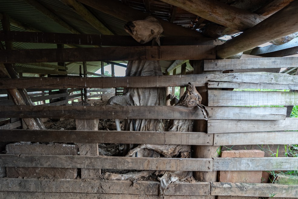Vacas morreram em curral tentando fugir da água que invadiu fazenda em Venâncio Aires (RS) — Foto: Fábio Tito/g1