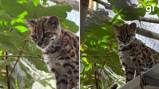 Brasileiro descobre 1ª nova espécie de felino em mais de 100 anos