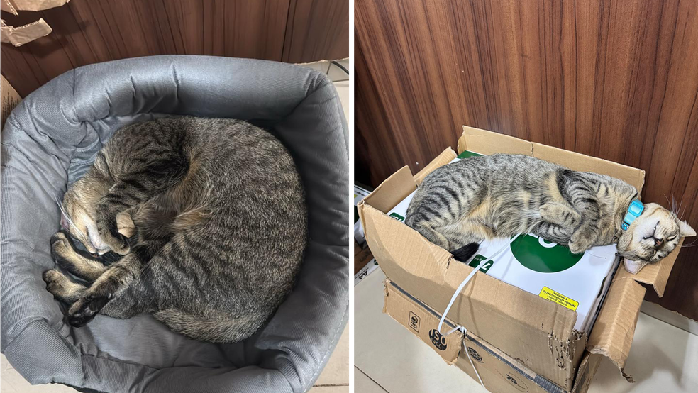 Flagrante conta com cama para dormir, mas também se esparrama sobre caixas e outros locais da delegacia em Rio Preto (SP) — Foto: Erika Lima/Arquivo pessoal