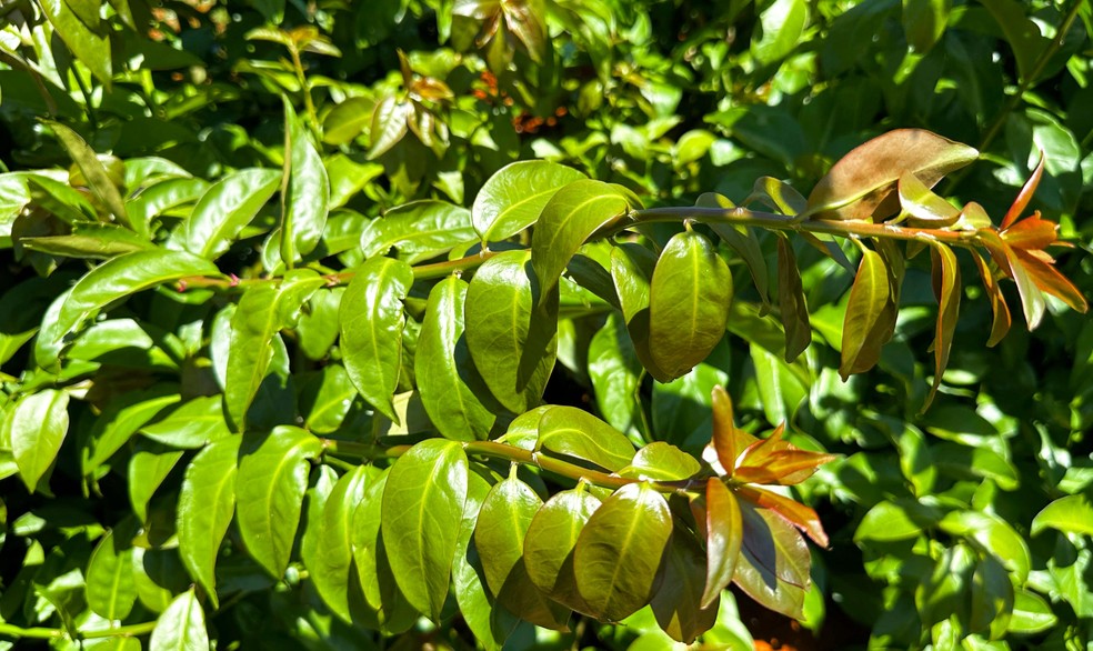 Ora-pro-nóbis, uma planta alimentícia não convencional (PANC) — Foto: Guilherme Maragno/Embrapa