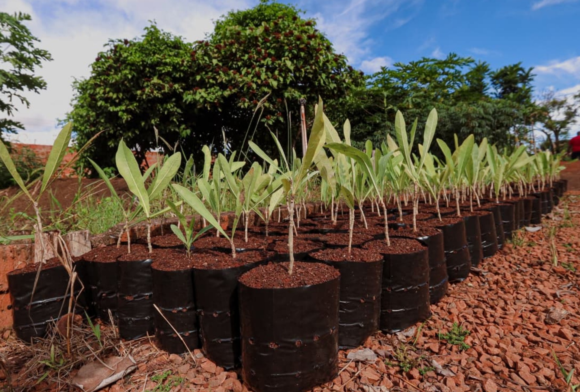 Campo Grande ganha Bosque da COP15 com plantio de 250 mudas