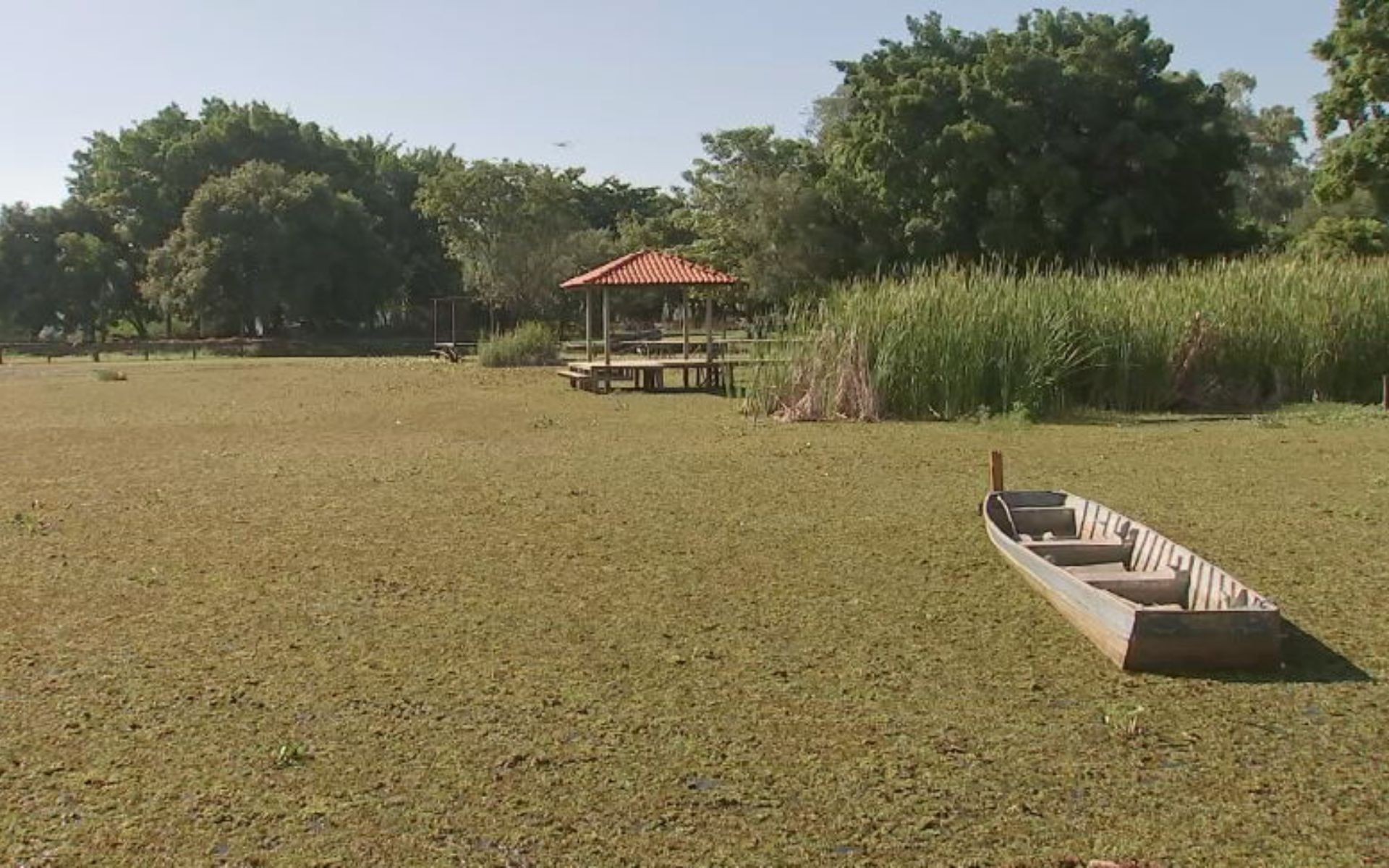 Excesso de algas forma tapete verde em afluentes do Rio Tietê no noroeste de SP