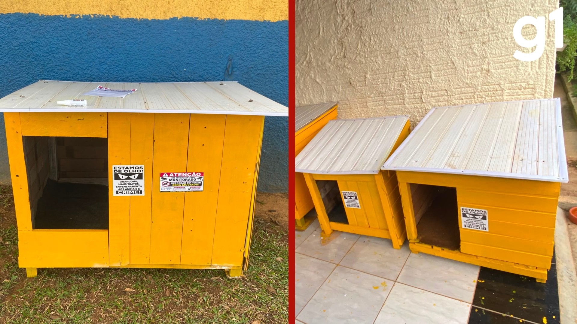 VÍDEO: voluntários constroem abrigos para cães e gatos de rua com material reciclado em MT