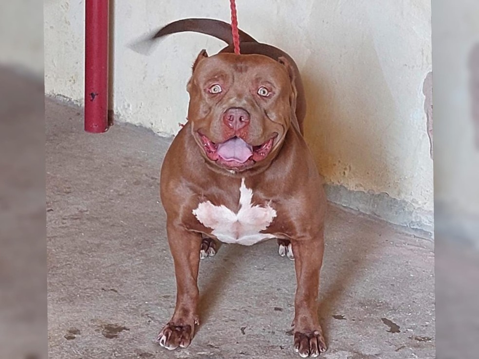 Cachorro da raça pitbull atacou garoto de 12 anos na cidade de Quixeramobim, no interior do Ceará. — Foto: Bruno Araújo/ Arquivo pessoal