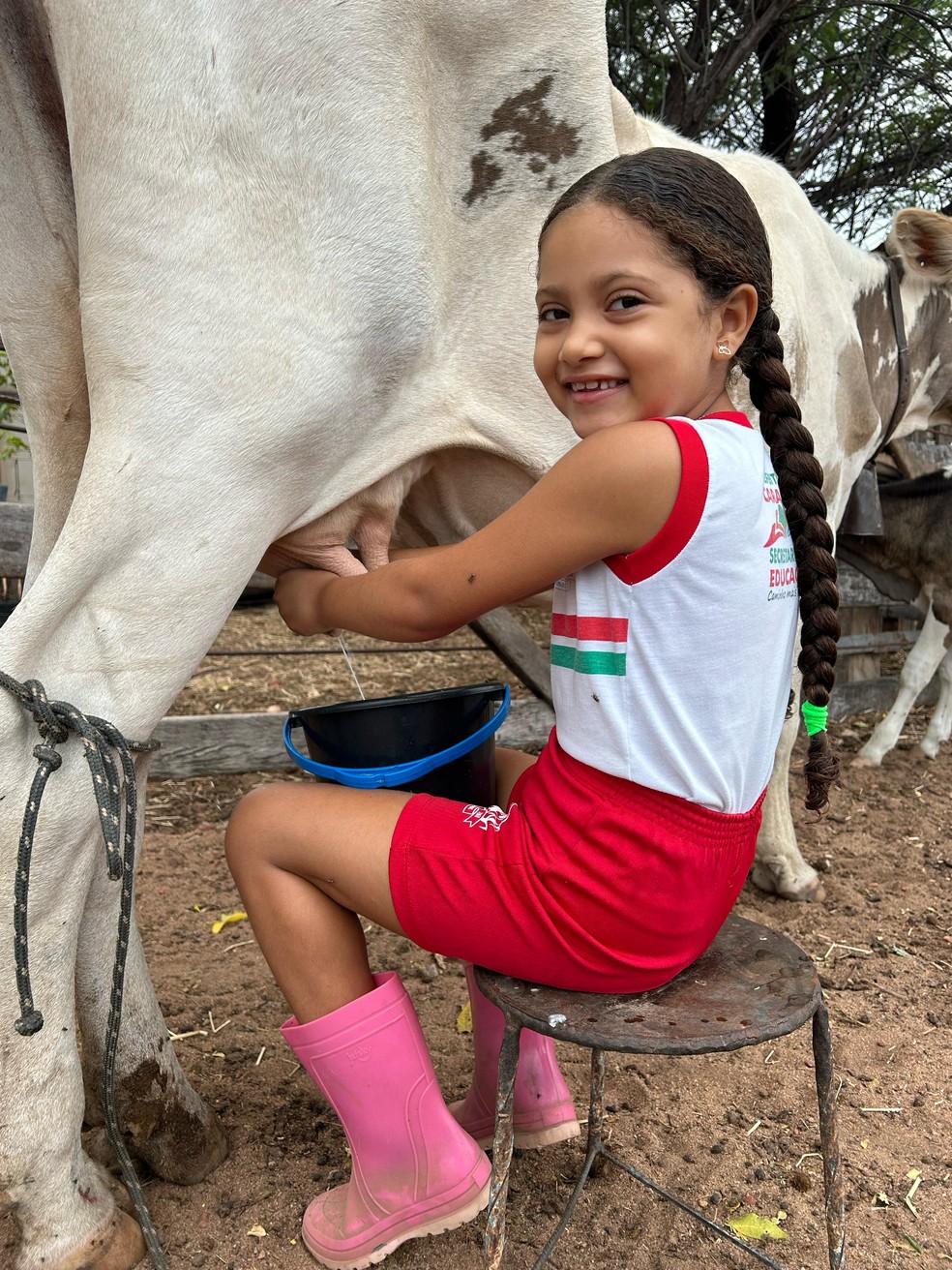 Sofhya grava vídeo enquanto ordenha leite da vaca. — Foto: Arquivo pessoal