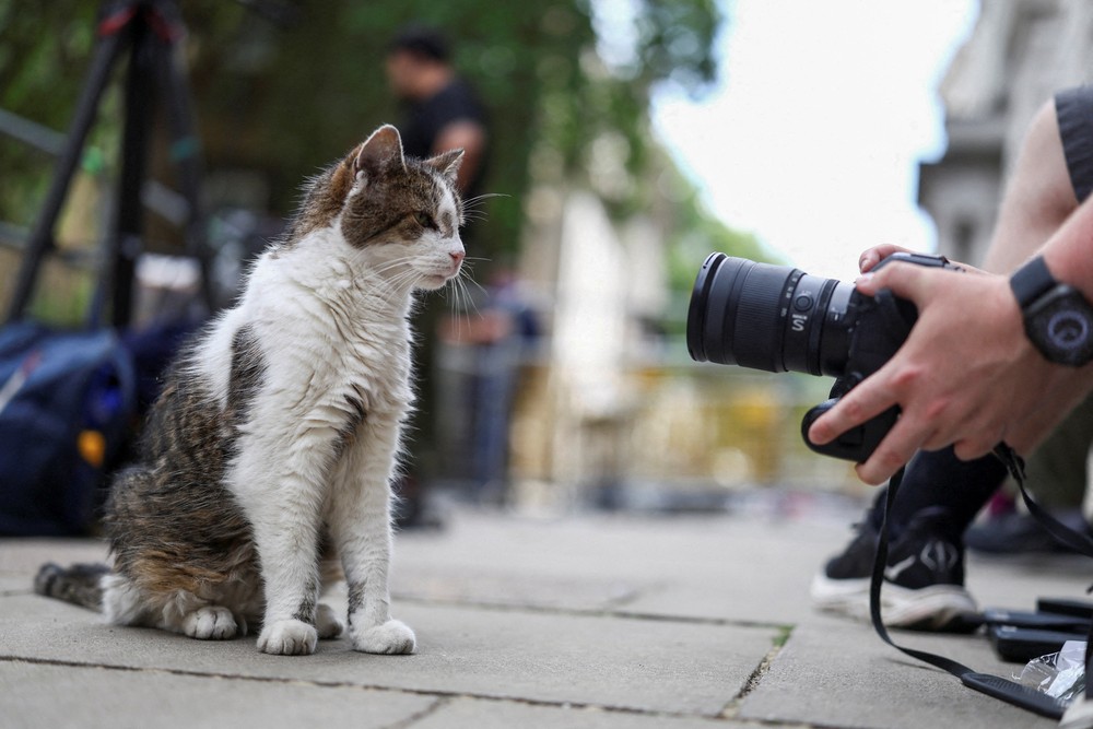 Gato da 10 Downing Street terá seu sétimo primeiro-ministro após renúncia de Keir Starmer