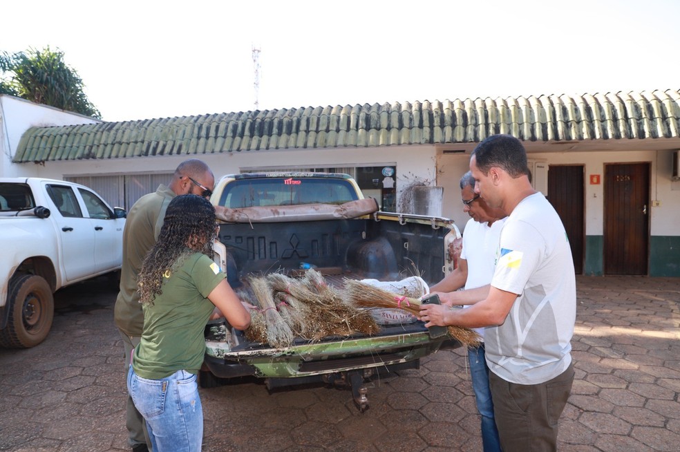 Naturatins recebeu denúncia sobre coleta do capim-dourado — Foto: Divulgação/Naturatins