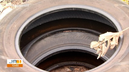 Veja dicas de como prevenir a proliferação do mosquito da dengue