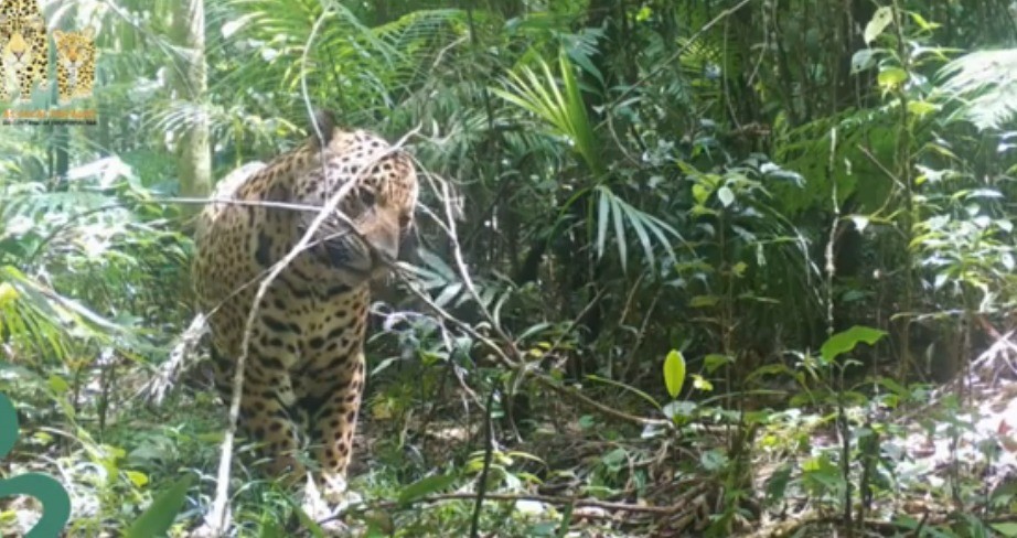 Maior felino das Américas: monitoramento aponta queda na população de onças-pintadas no Contínuo de Paranapiacaba