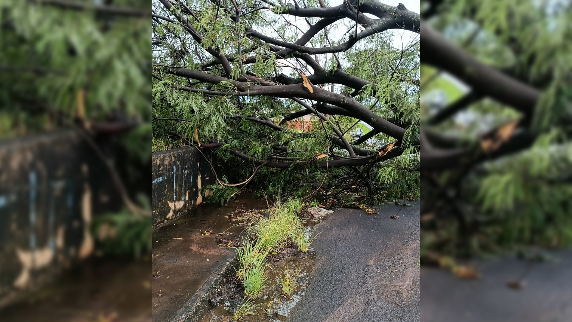Temporal destelha casas, derruba árvores e interdita trecho de rodovia no interior de SP; cidades receberam alerta