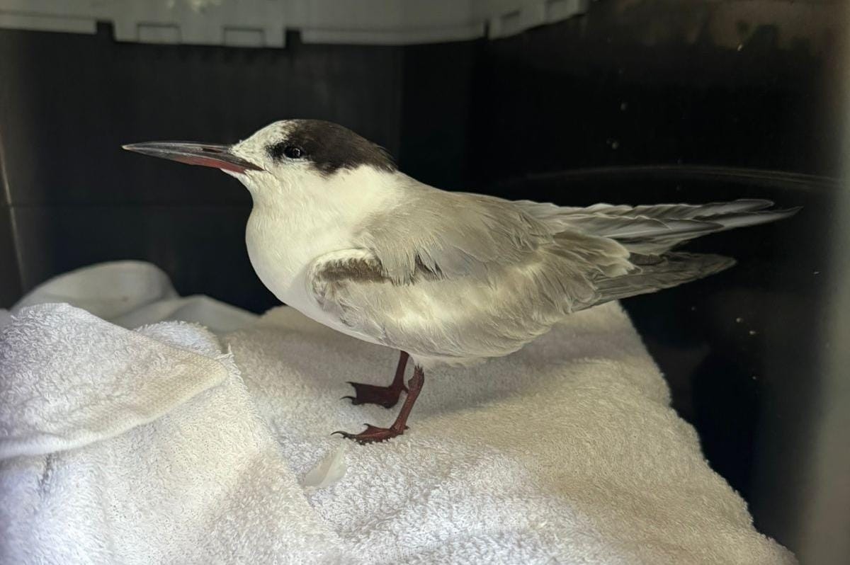 Pequena ave de 43 centímetros ameaçada de extinção é resgatada em SC; VÍDEO