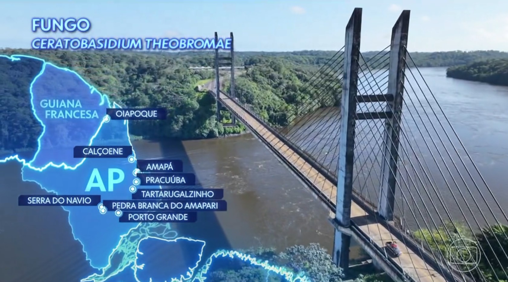 'Vassoura-de-bruxa': praga ameaça base da alimentação e a fonte de renda de indígenas no Norte do país