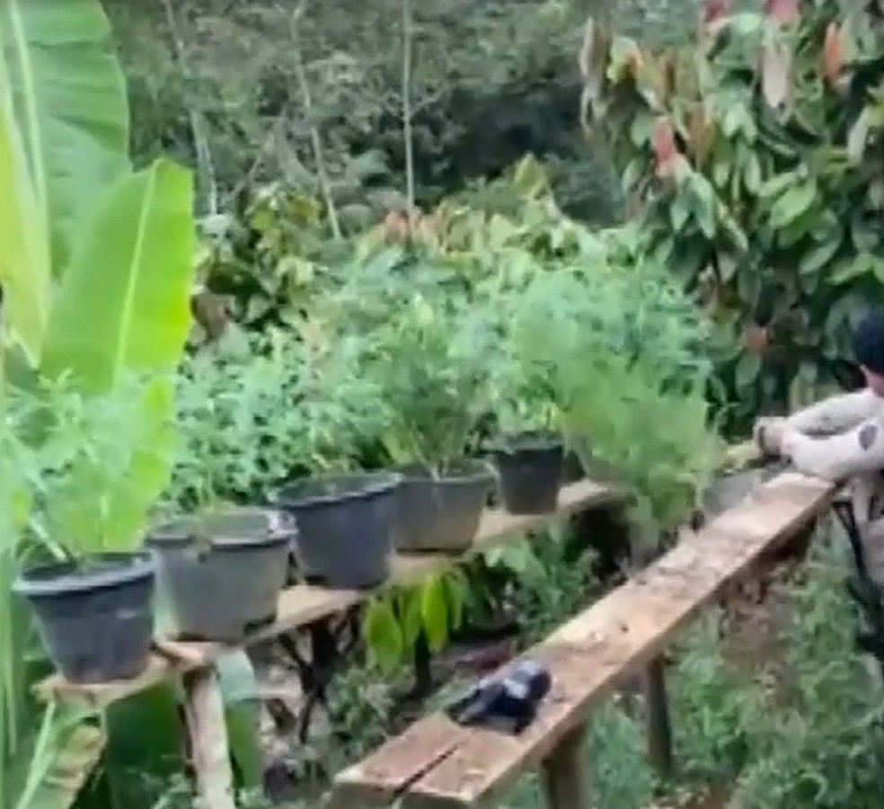 Cerca de 2 mil pés de maconha são destruídos pela PM na Bahia — Foto: Reprodução/TV Bahia