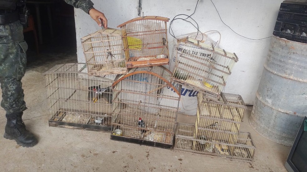 A ofensiva ocorreu entre as cidades de Pereiro e São João do Jaguaribe. — Foto: Divulgação/SSPDS