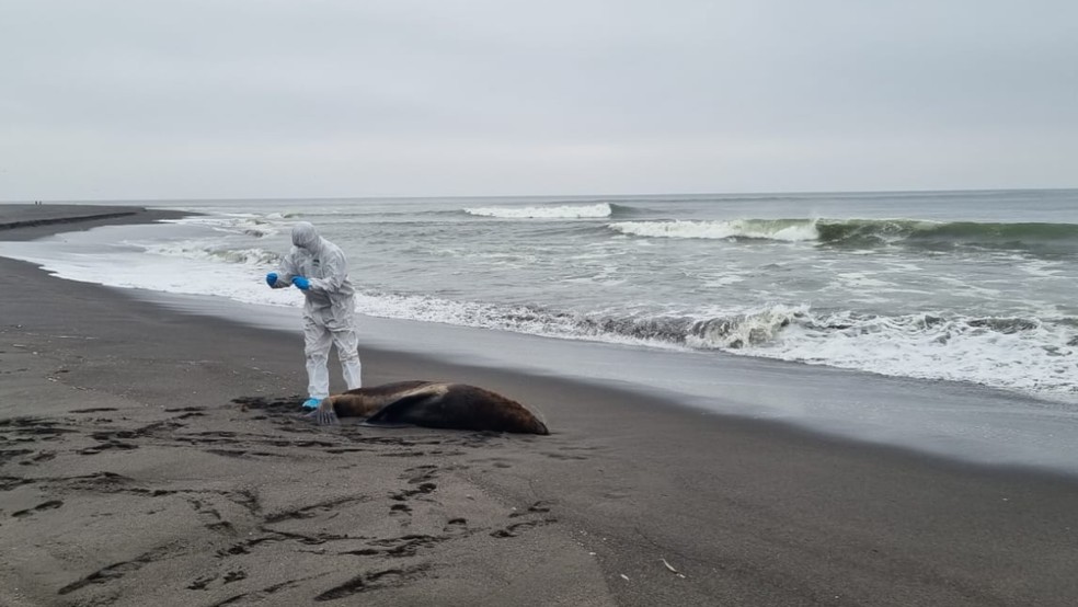 Mamífero marinho morto no Chile por conta da gripe aviária. — Foto: Divulgação/Sernapesca