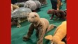 Foto: (Mascote da COP 30 dança com 'bichos da floresta' na GreenZone e vídeo viraliza; entenda / Reprodução)