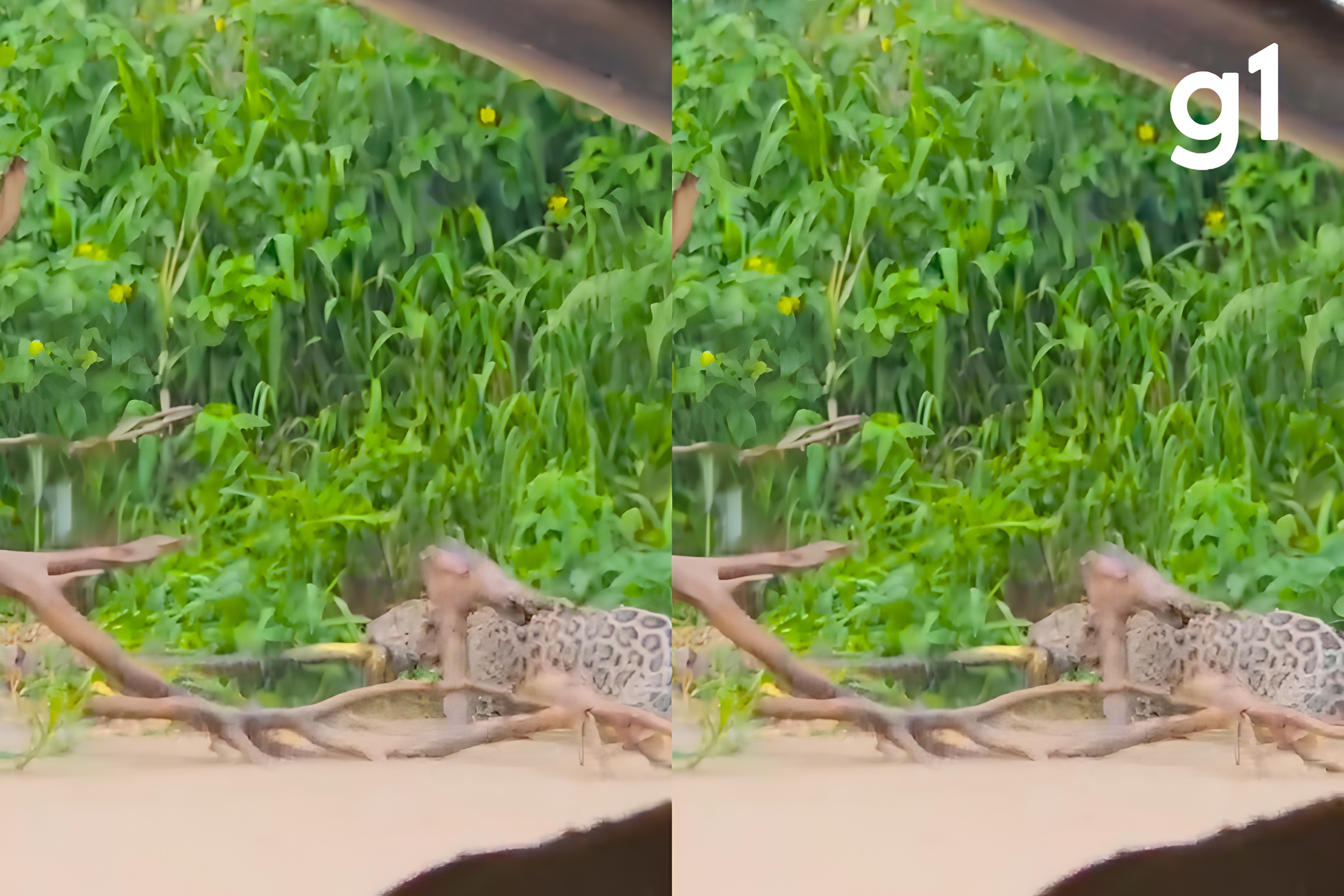Onças-pintadas disputam serpente em Porto Jofre, no Pantanal de MT