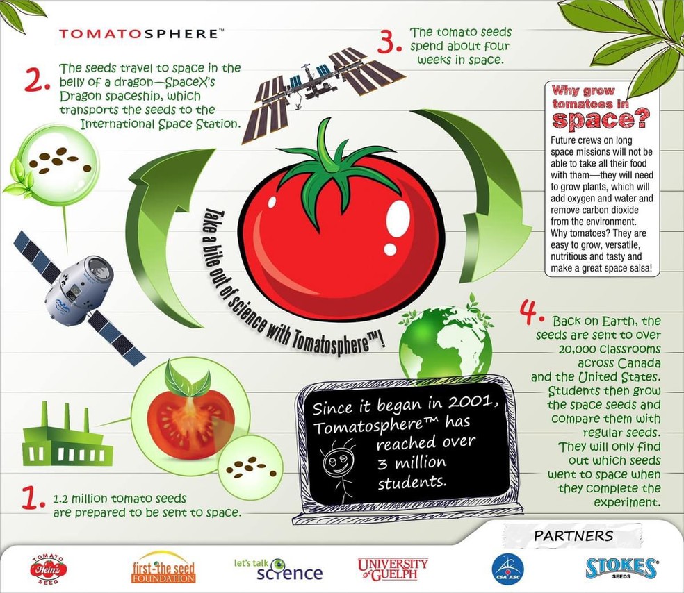 ‘Tomatosfera’: Alunos de Jaú estudam crescimento de tomates com sementes vindas do espaço — Foto: First The Seed Foundation/Tomatosphere/Reprodução