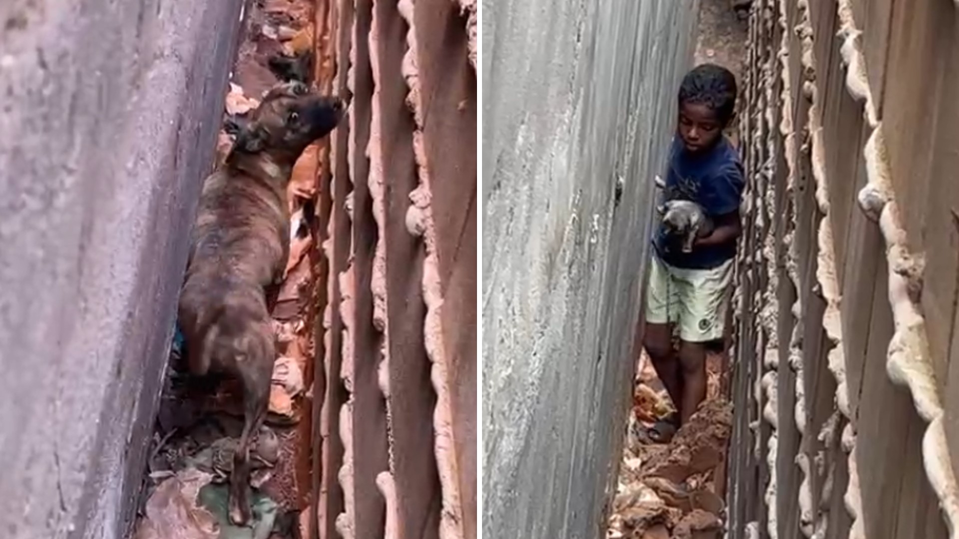 Criança acessa fresta entre muros e resgata filhotes após 'pedido de ajuda' de cadela: 'Corajoso', diz pai