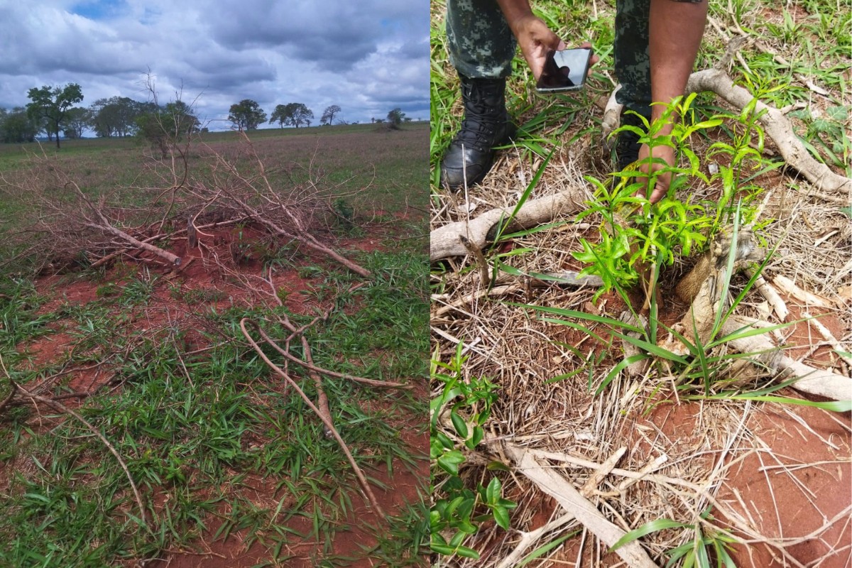 Homem é multado em R$ 10,2 mil por cortar mais de 30 árvores nativas em sítio no interior de SP