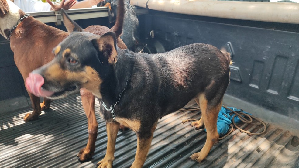Na residência, os agentes encontraram três cães presos a correntes muito curtas — Foto: Polícia Ambiental