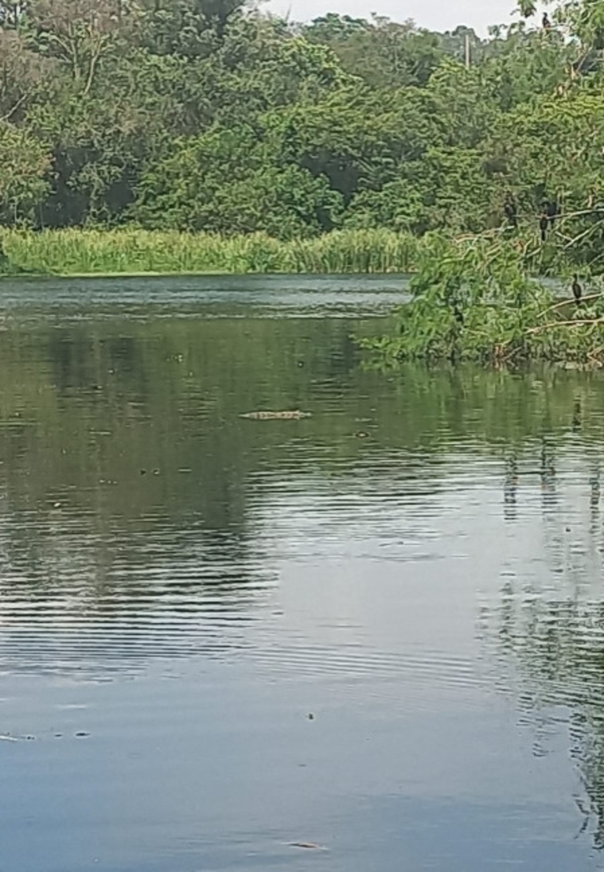 Morte de peixes em lagoa de Divinópolis leva à investigação sobre qualidade da água