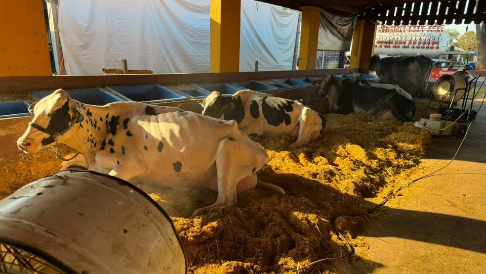 Criadores usam ventilador e umidificador para evitar estresse térmico de vacas em São José do Rio Preto — Foto: André Modesto/TV TEM