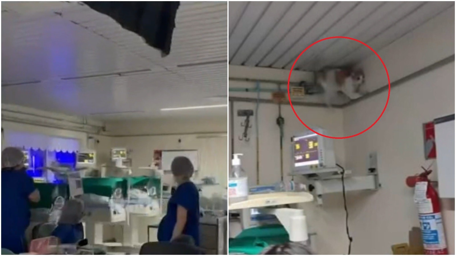 Parte de forro cai em sala de hospital em Fortaleza; gato é 'suspeito'