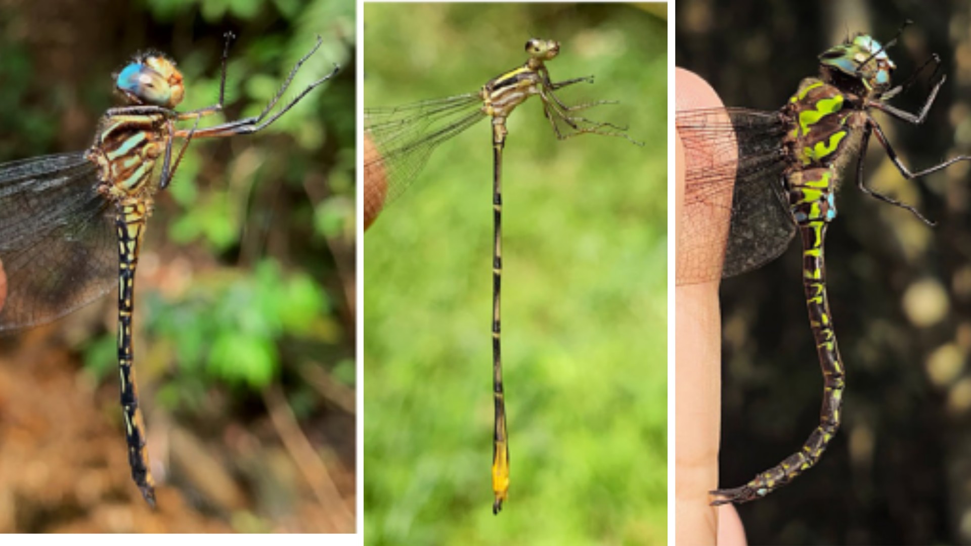 Pesquisadores identificam novas espécies de libélula na Serra do Japi