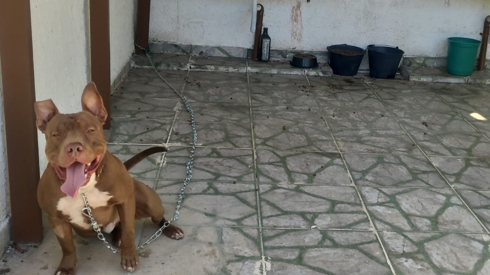 Cachorro foi contido pelos policiais e deixado em local coberto, na casa dos tutores, em Ubatuba — Foto: Divulgação/PM Ambiental Marítima
