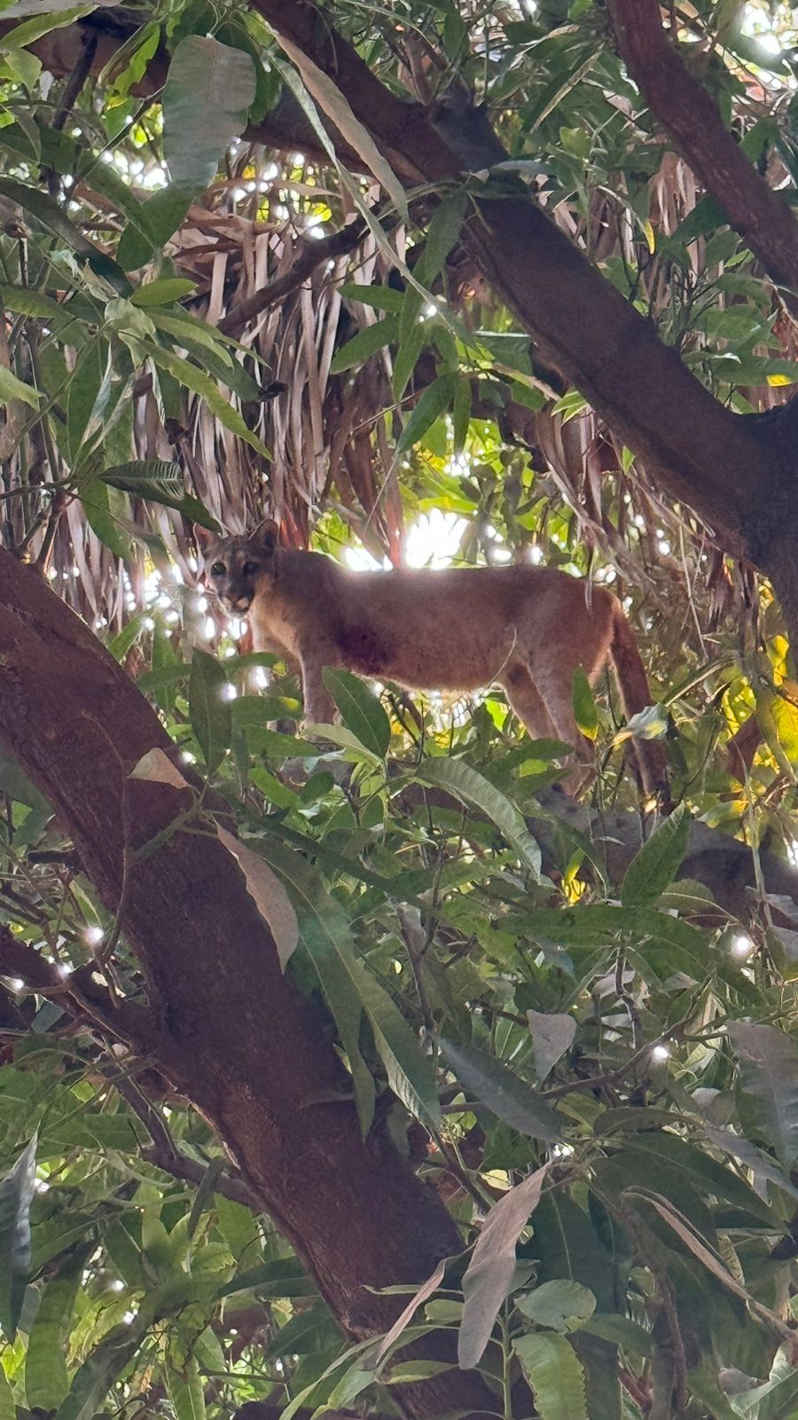 Onça-parda que invadiu casas e subiu em portão é devolvida à natureza após tratamento contra queimaduras em MT; vídeo