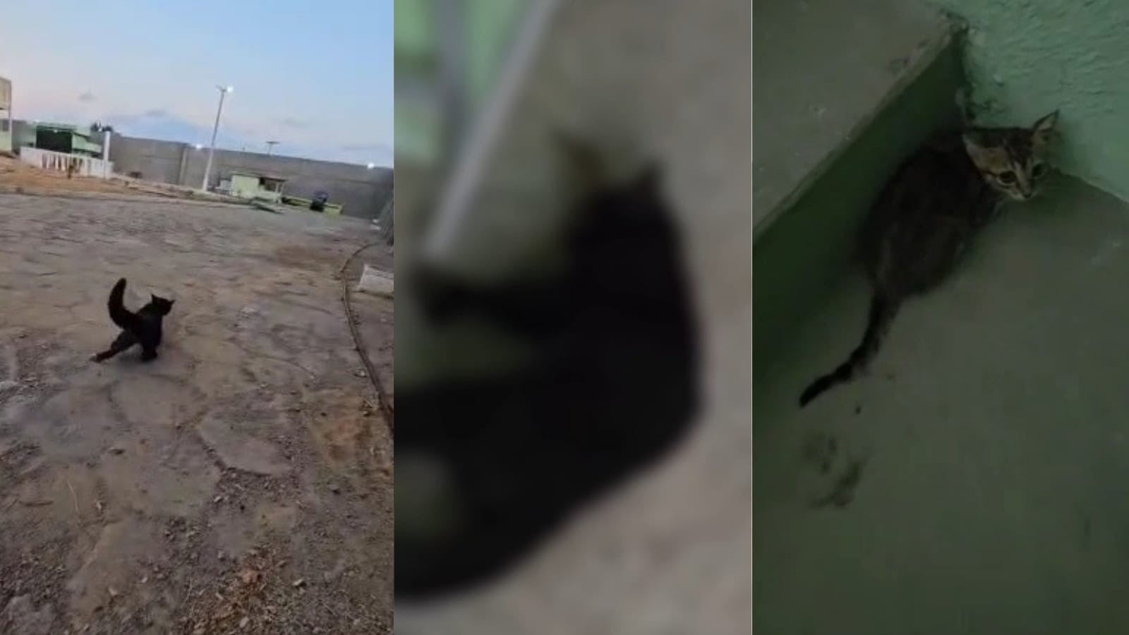 VEJA VÍDEO; Morte de nove gatos dentro de presídio é investigada pela polícia no Sul do Piauí 