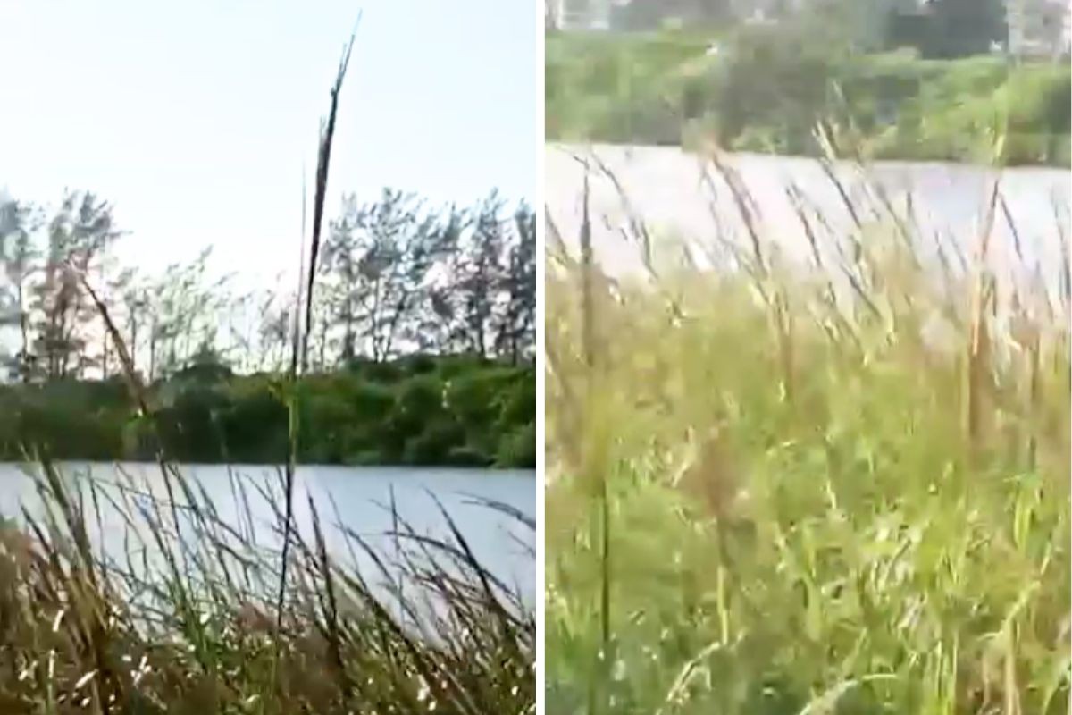 Ossada humana é encontrada em mangue no litoral de SP; polícia investiga morte suspeita 