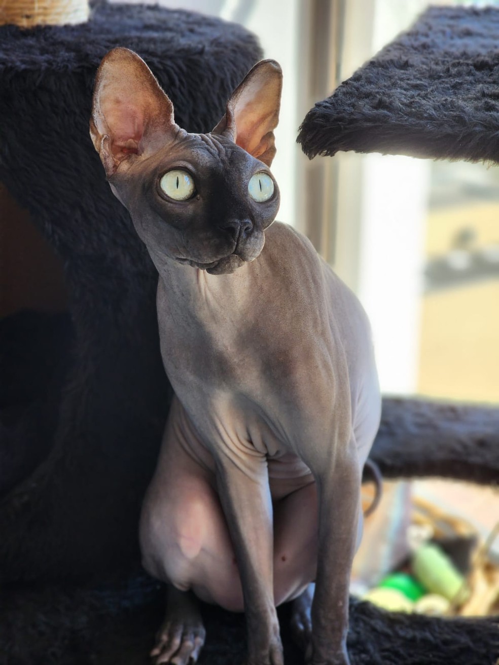 Gato Elvis, da raça sphynx — Foto: Arquivo pessoal