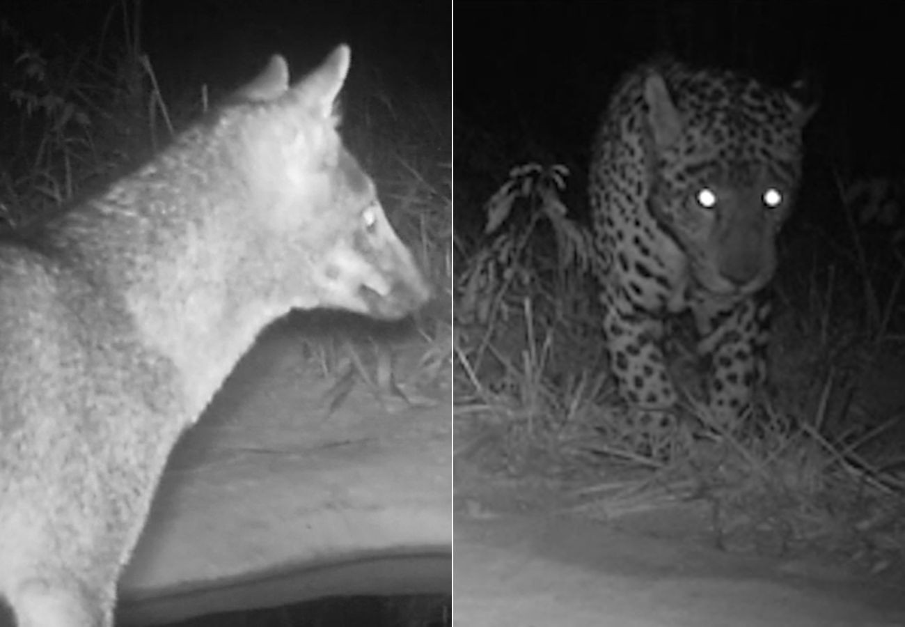 Como funcionam os bebedouros que atraem onças-pintadas, lobo-guará e outros animais do cerrado no TO