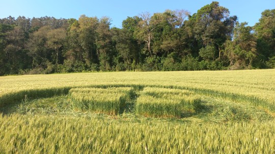 FOTOS: Figura misteriosa surge em plantação de trigo - Foto: (Leonardo De  Marco/ Arquivo pessoal)