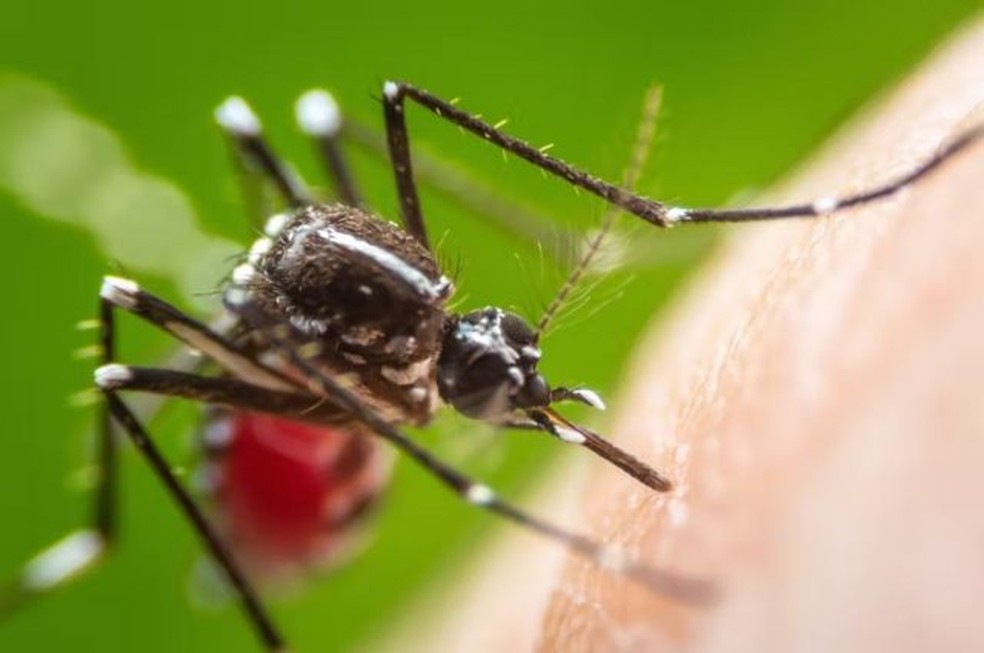 O 'Aedes aegypti' atua como transmissor da chikungunya — Foto: Shutterstock/Khlungcenter