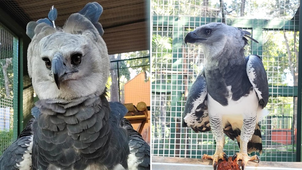 Casal de harpias é introduzida a recinto no Zoobotânico em Rio Preto (SP) — Foto: Prefeitura de Rio Preto/Divulgação