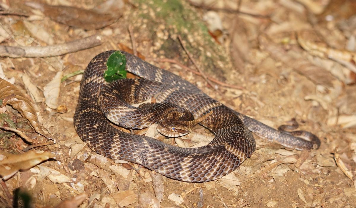 Esta é a serpente que 'finge' ser jararaca para sobreviver; veja o que muda