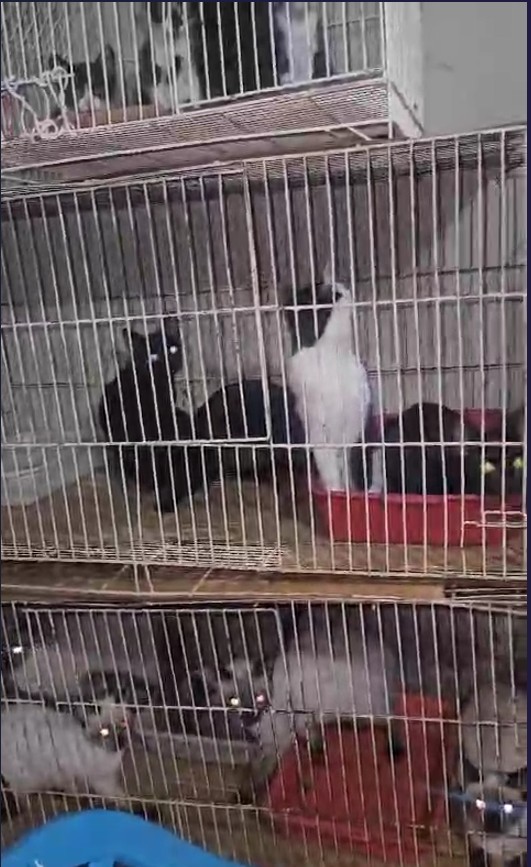 Gatos encontrados em casa de idosa estavam corcundas após viverem anos em gaiolas, diz equipe de resgate