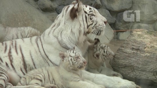 Filhotes de tigre-de-bengala são apresentados no Japão; veja vídeo - Programa: G1 ao vivo 